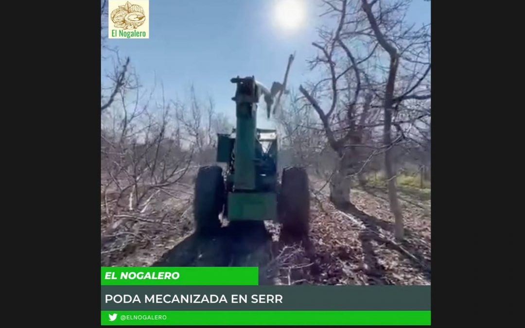 Poda mecanizada en nogales