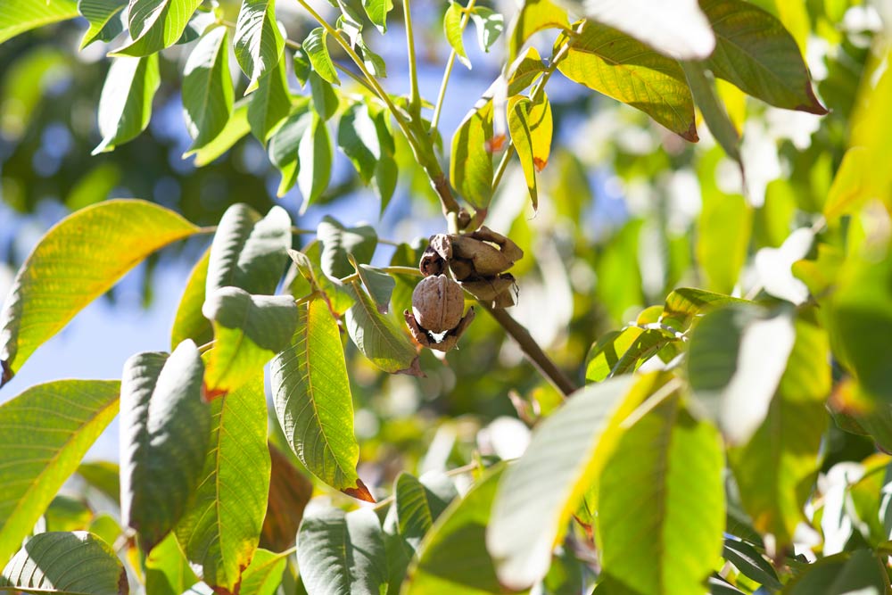 Boletín de la fruta de Odepa del mes de agosto sitúa a las nueces como el principal producto exportado.