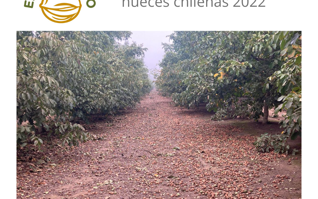 Estatus de la cosecha de nueces chilenas 2022