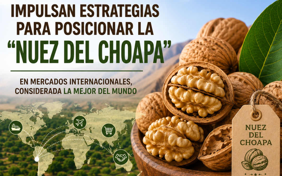 Impulsan estrategias para posicionar la Nuez del Choapa!