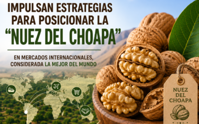 Impulsan estrategias para posicionar la Nuez del Choapa!