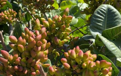 El Pistacho avanza como una gran oportunidad