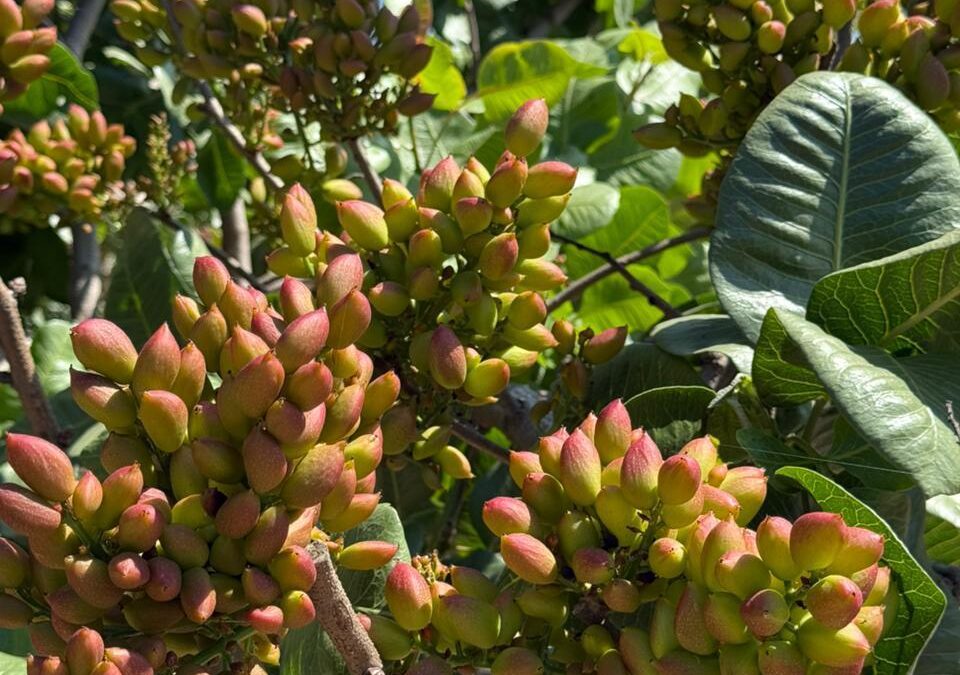 El Pistacho avanza como una gran oportunidad